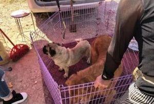 北京周边最大的狗市现在哪里有-警犬训练器材厂家 _警犬训练用品_工作犬训练用品-南京开久警犬装备