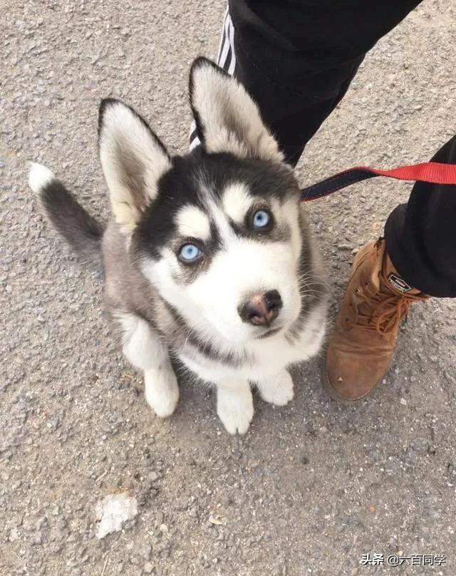 宠物狗排名前十(十大家养宠物犬排行榜) - 警犬训练器材厂家 _警犬训练用品_工作犬训练用品-南京开久警犬装备-警犬训练器材厂家 _警犬训练用品_工作犬训练用品-南京开久警犬装备