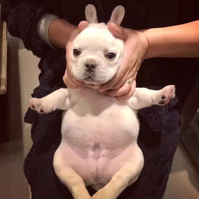 斗牛犬好不好养(新手怎么养好斗牛犬) - 警犬训练器材厂家 _警犬训练用品_工作犬训练用品-南京开久警犬装备-警犬训练器材厂家 _警犬训练用品_工作犬训练用品-南京开久警犬装备