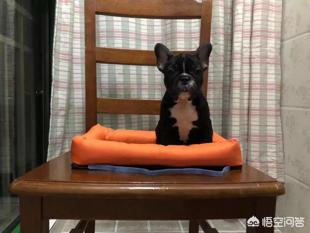 狗市场价格幼犬(南阳猫狗市场价格) - 警犬训练器材厂家 _警犬训练用品_工作犬训练用品-南京开久警犬装备-警犬训练器材厂家 _警犬训练用品_工作犬训练用品-南京开久警犬装备