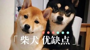 微笑柴犬(网红微笑柴犬)-警犬训练器材厂家 _警犬训练用品_工作犬训练用品-南京开久警犬装备