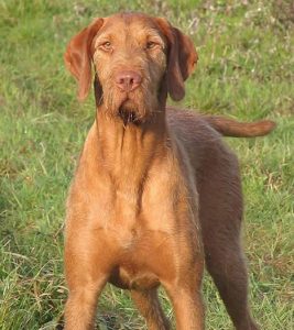 威斯拉犬多少钱威斯拉犬介绍-警犬训练器材厂家 _警犬训练用品_工作犬训练用品-南京开久警犬装备