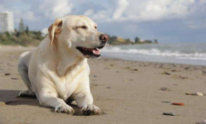 狗狗的平均寿命多少年(猫猫狗狗的平均寿命)-警犬训练器材厂家 _警犬训练用品_工作犬训练用品-南京开久警犬装备