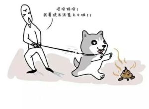 狗为什么喜欢 *** (狗狗为什么吃自己的便便)-警犬训练器材厂家 _警犬训练用品_工作犬训练用品-南京开久警犬装备