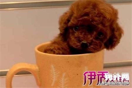 茶杯泰迪犬_茶杯泰迪犬能活多久 - 警犬训练器材厂家 _警犬训练用品_工作犬训练用品-南京开久警犬装备-警犬训练器材厂家 _警犬训练用品_工作犬训练用品-南京开久警犬装备