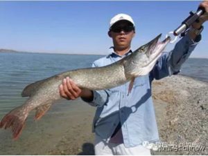 白斑狗鱼(白斑狗鱼的做法)-警犬训练器材厂家 _警犬训练用品_工作犬训练用品-南京开久警犬装备