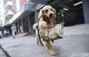 狗的名字(狗的名字洋气点的)-警犬训练器材厂家 _警犬训练用品_工作犬训练用品-南京开久警犬装备