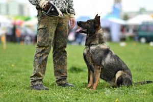 警犬是什么品种的狗？中国警犬是什么品种的狗-警犬训练器材厂家 _警犬训练用品_工作犬训练用品-南京开久警犬装备