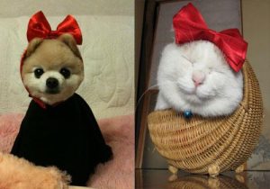 秋田犬俊介( *** 网红秋田犬俊介)-警犬训练器材厂家 _警犬训练用品_工作犬训练用品-南京开久警犬装备