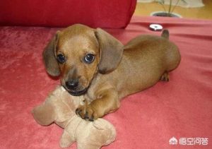 腊肠狗价格多少?腊肠狗价格-警犬训练器材厂家 _警犬训练用品_工作犬训练用品-南京开久警犬装备