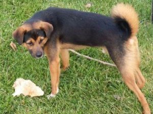 狼犬土狗杂交二代萌宠-警犬训练器材厂家 _警犬训练用品_工作犬训练用品-南京开久警犬装备