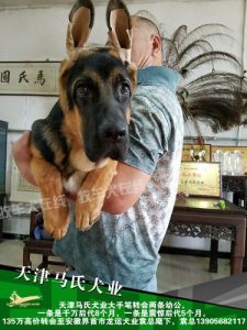 天津马氏犬业开创  天津马氏犬业前程-警犬训练器材厂家 _警犬训练用品_工作犬训练用品-南京开久警犬装备