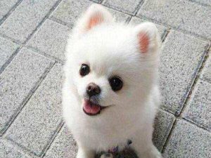 有什么小狗是长不大的萌宠？什么小狗长不大又好看-警犬训练器材厂家 _警犬训练用品_工作犬训练用品-南京开久警犬装备