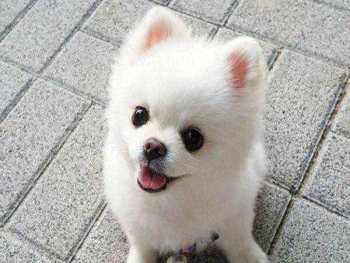 有什么小狗是长不大的萌宠？什么小狗长不大又好看 - 警犬训练器材厂家 _警犬训练用品_工作犬训练用品-南京开久警犬装备-警犬训练器材厂家 _警犬训练用品_工作犬训练用品-南京开久警犬装备