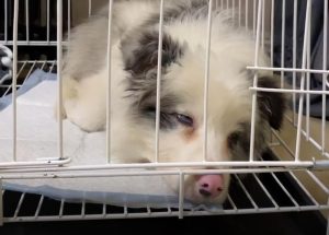 陨石边境牧羊犬(陨石边境牧羊犬多少钱)-警犬训练器材厂家 _警犬训练用品_工作犬训练用品-南京开久警犬装备