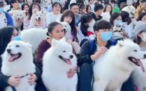 长沙狗狗批发市场(孝感狗狗批发市场)-警犬训练器材厂家 _警犬训练用品_工作犬训练用品-南京开久警犬装备