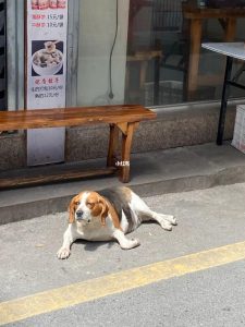关于给比格犬喂肉食的一些疑问解答-警犬训练器材厂家 _警犬训练用品_工作犬训练用品-南京开久警犬装备