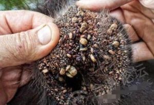 怎么去狗身上卑虫萌宠-警犬训练器材厂家 _警犬训练用品_工作犬训练用品-南京开久警犬装备