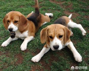 比格犬做猎犬好吗(比格犬不适合做宠物)萌宠-警犬训练器材厂家 _警犬训练用品_工作犬训练用品-南京开久警犬装备