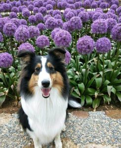 纯种喜乐蒂犬标准(纯种喜乐蒂犬价格)-警犬训练器材厂家 _警犬训练用品_工作犬训练用品-南京开久警犬装备