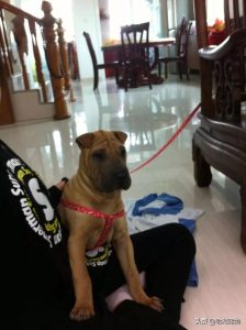 中华田园犬分类(中华田园犬颜色分类)-警犬训练器材厂家 _警犬训练用品_工作犬训练用品-南京开久警犬装备