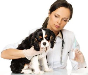 怎么给狗狗打针(怎么给狗狗打针 *** )-警犬训练器材厂家 _警犬训练用品_工作犬训练用品-南京开久警犬装备