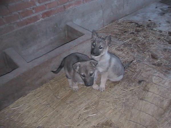 狼青犬价格(正宗狼青犬多少钱一只) - 警犬训练器材厂家 _警犬训练用品_工作犬训练用品-南京开久警犬装备-警犬训练器材厂家 _警犬训练用品_工作犬训练用品-南京开久警犬装备