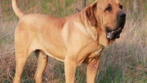 只有半截身体的狗是什么品种(半截猫是什么品种)-警犬训练器材厂家 _警犬训练用品_工作犬训练用品-南京开久警犬装备