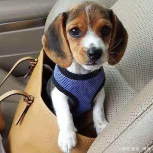 史努比原型犬(贝灵顿史努比原型)-警犬训练器材厂家 _警犬训练用品_工作犬训练用品-南京开久警犬装备