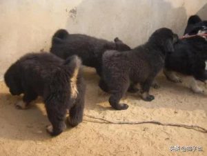 养肉狗成本(肉狗养殖成本多少钱)-警犬训练器材厂家 _警犬训练用品_工作犬训练用品-南京开久警犬装备