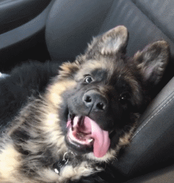 绣球狗能活多久(绣球放水里能活多久)-警犬训练器材厂家 _警犬训练用品_工作犬训练用品-南京开久警犬装备