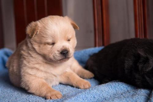 小奶狗什么意思？形容一个人是小奶狗什么意思 - 警犬训练器材厂家 _警犬训练用品_工作犬训练用品-南京开久警犬装备-警犬训练器材厂家 _警犬训练用品_工作犬训练用品-南京开久警犬装备