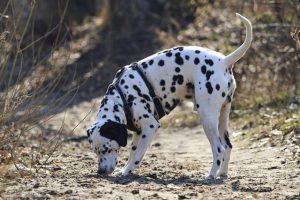 大麦町犬价格_大麦町犬 ***-警犬训练器材厂家 _警犬训练用品_工作犬训练用品-南京开久警犬装备