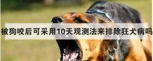 疯狗病的狗的症状前兆是什么-警犬训练器材厂家 _警犬训练用品_工作犬训练用品-南京开久警犬装备