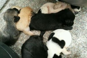 土狗和泰迪生出什么(土狗和泰迪生出什么颜色)-警犬训练器材厂家 _警犬训练用品_工作犬训练用品-南京开久警犬装备