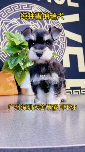 雪纳瑞犬舍排行(重庆雪纳瑞犬舍)-警犬训练器材厂家 _警犬训练用品_工作犬训练用品-南京开久警犬装备