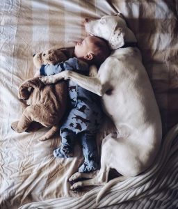 宠物狗吃小孩(宠物狗对小孩有影响吗)-警犬训练器材厂家 _警犬训练用品_工作犬训练用品-南京开久警犬装备