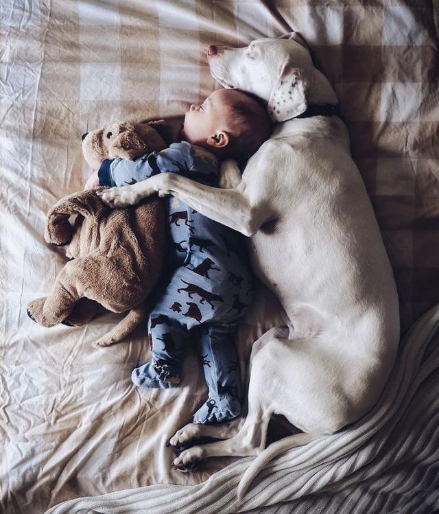 宠物狗吃小孩(宠物狗对小孩有影响吗) - 警犬训练器材厂家 _警犬训练用品_工作犬训练用品-南京开久警犬装备-警犬训练器材厂家 _警犬训练用品_工作犬训练用品-南京开久警犬装备