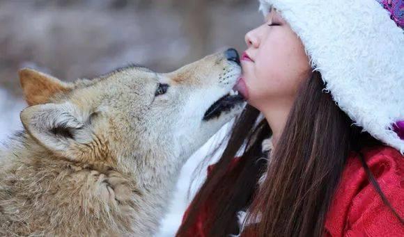 狼的智商高还是狗的智商高 - 警犬训练器材厂家 _警犬训练用品_工作犬训练用品-南京开久警犬装备-警犬训练器材厂家 _警犬训练用品_工作犬训练用品-南京开久警犬装备