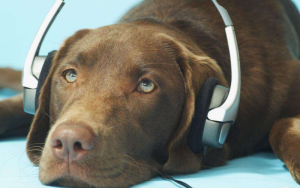 狗狗听了会舒服的音乐，狗狗听了会舒服的音乐名叫什么-警犬训练器材厂家 _警犬训练用品_工作犬训练用品-南京开久警犬装备