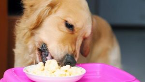 吃什么对狗狗毛色好(狗狗毛色不亮吃什么)-警犬训练器材厂家 _警犬训练用品_工作犬训练用品-南京开久警犬装备