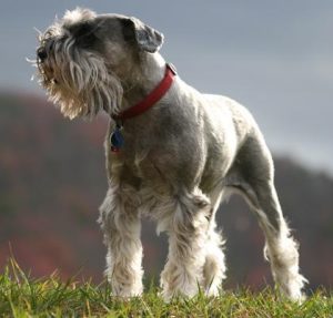 雪纳瑞犬要遛吗？小型雪纳瑞犬-警犬训练器材厂家 _警犬训练用品_工作犬训练用品-南京开久警犬装备