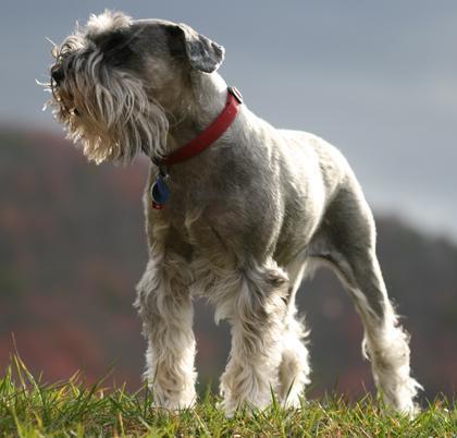 雪纳瑞犬要遛吗？小型雪纳瑞犬 - 警犬训练器材厂家 _警犬训练用品_工作犬训练用品-南京开久警犬装备-警犬训练器材厂家 _警犬训练用品_工作犬训练用品-南京开久警犬装备