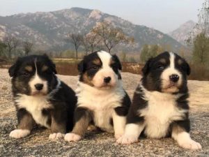 犬瘟热用什么药治疗最佳？犬瘟热怎么自己治疗-警犬训练器材厂家 _警犬训练用品_工作犬训练用品-南京开久警犬装备