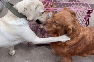 拉布拉多犬和金毛(拉布拉多犬和金毛哪个好)-警犬训练器材厂家 _警犬训练用品_工作犬训练用品-南京开久警犬装备