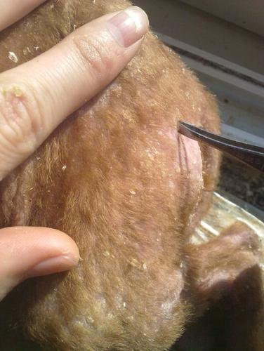 幼犬皮肤病可以剃毛吗(幼犬皮肤病可以剃毛么) - 警犬训练器材厂家 _警犬训练用品_工作犬训练用品-南京开久警犬装备-警犬训练器材厂家 _警犬训练用品_工作犬训练用品-南京开久警犬装备