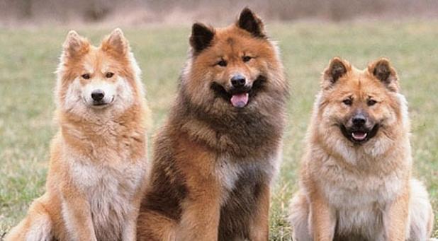 幼犬体型遗传公犬还是母犬 - 警犬训练器材厂家 _警犬训练用品_工作犬训练用品-南京开久警犬装备-警犬训练器材厂家 _警犬训练用品_工作犬训练用品-南京开久警犬装备