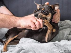 狗咬死人，狗咬死人 ***-警犬训练器材厂家 _警犬训练用品_工作犬训练用品-南京开久警犬装备