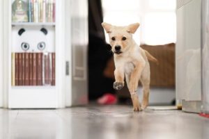 狗狗吃多了会不会撑死  狗狗吃东西会不会撑死-警犬训练器材厂家 _警犬训练用品_工作犬训练用品-南京开久警犬装备