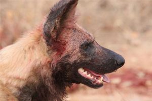 野狗为什么不怕鬣狗(驴为什么不怕鬣狗)-警犬训练器材厂家 _警犬训练用品_工作犬训练用品-南京开久警犬装备